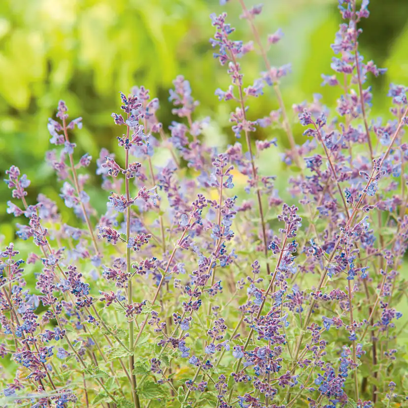 Planta Kantnepeta Omnia Garden Kit Cat