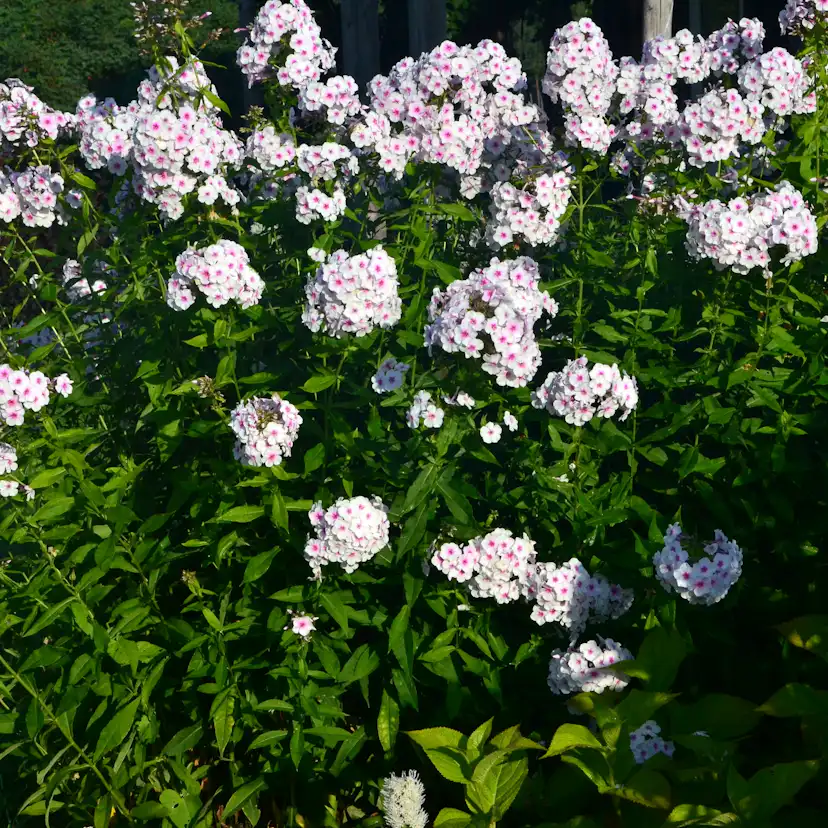 Planta Höstflox Omnia Garden Ingeborg Från Nybro