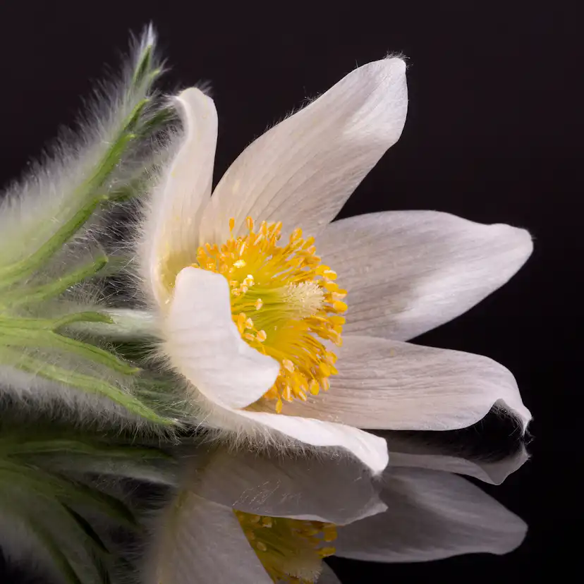 Planta Backsippa Omnia Garden Alba