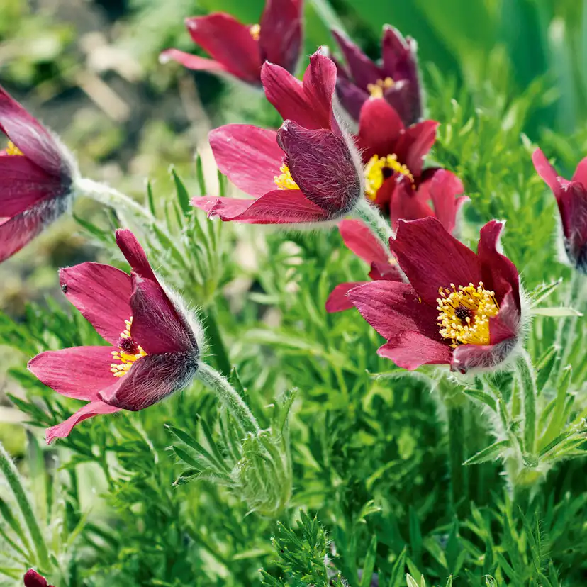Planta Backsippa Omnia Garden Röde Klokke