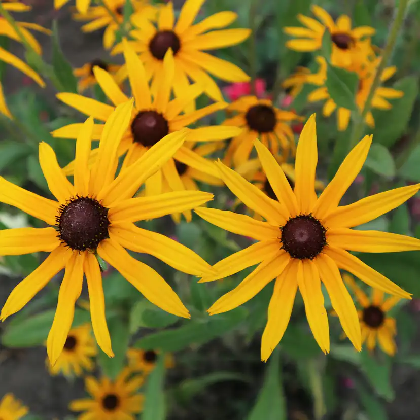 Planta Strålrudbeckia Omnia Garden Goldtrum