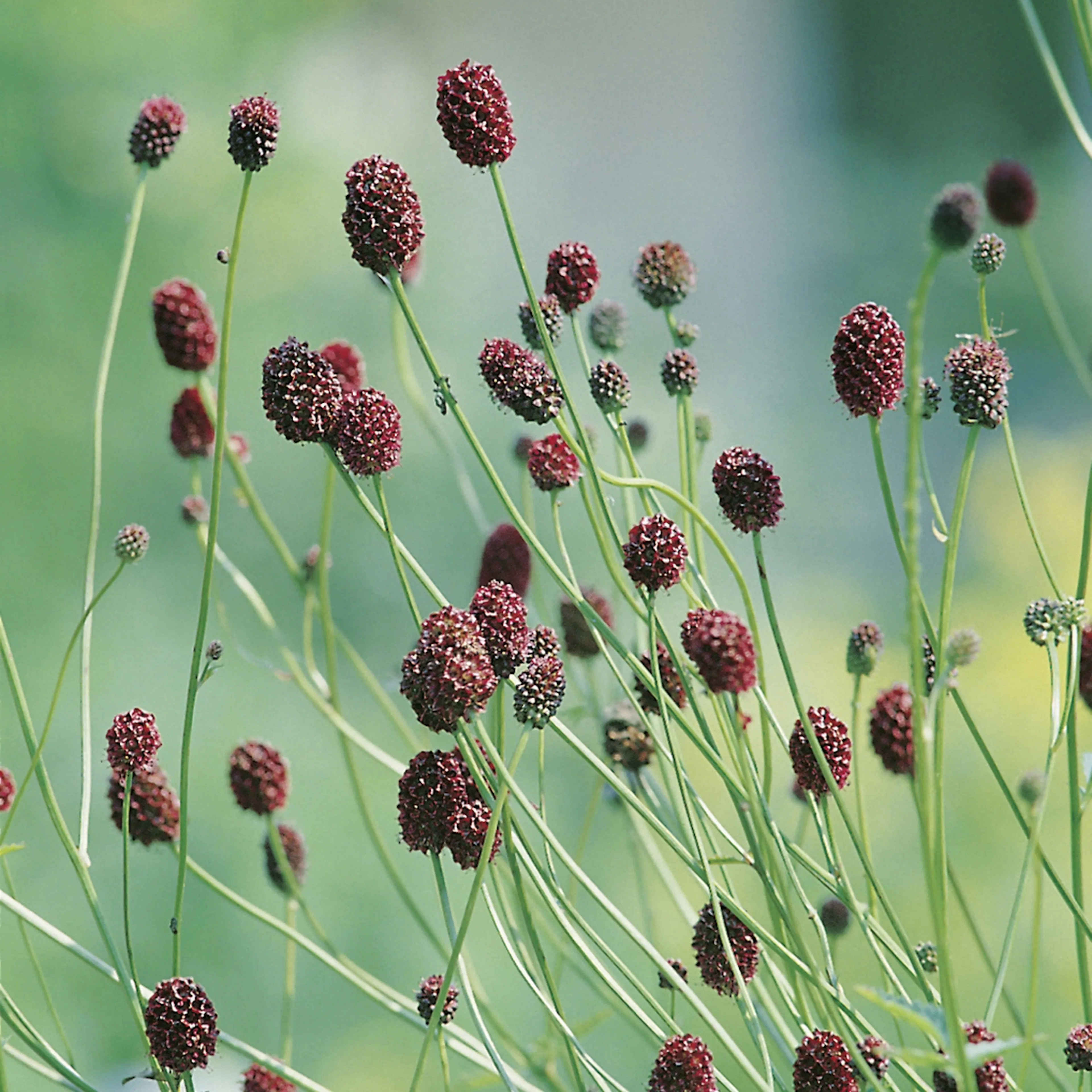 Planta Blodtopp Omnia Garden Tanna