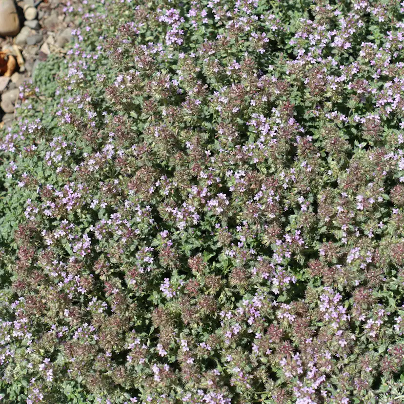 Marktäckare Gråtimjan Omnia Garden