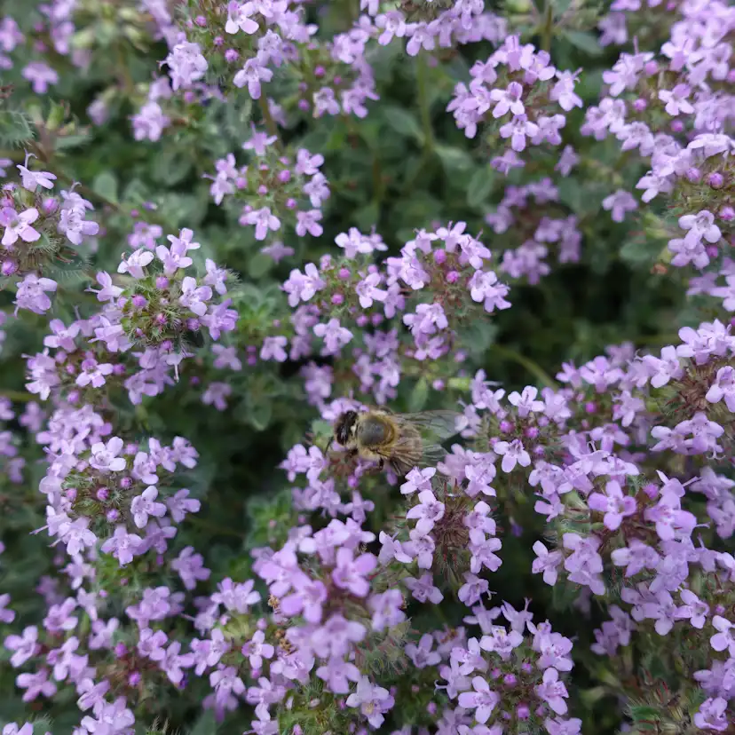 Marktäckare Gråtimjan Omnia Garden