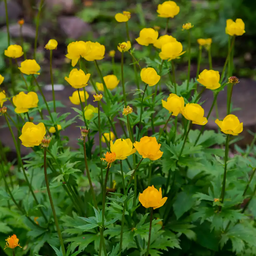 Planta Omnia Garden Smörboll