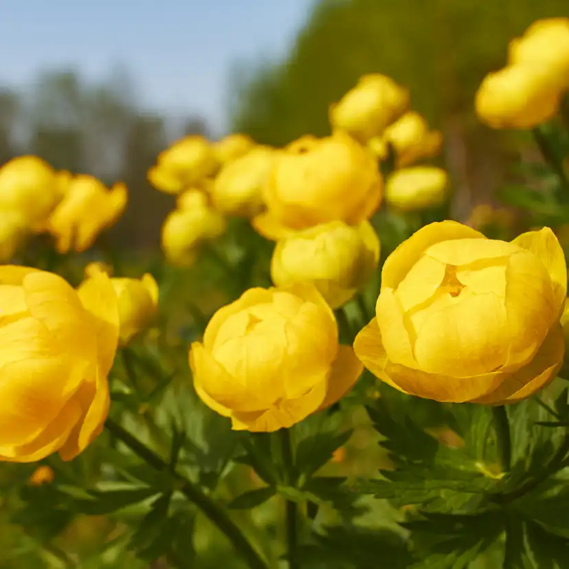 Planta Omnia Garden Smörboll