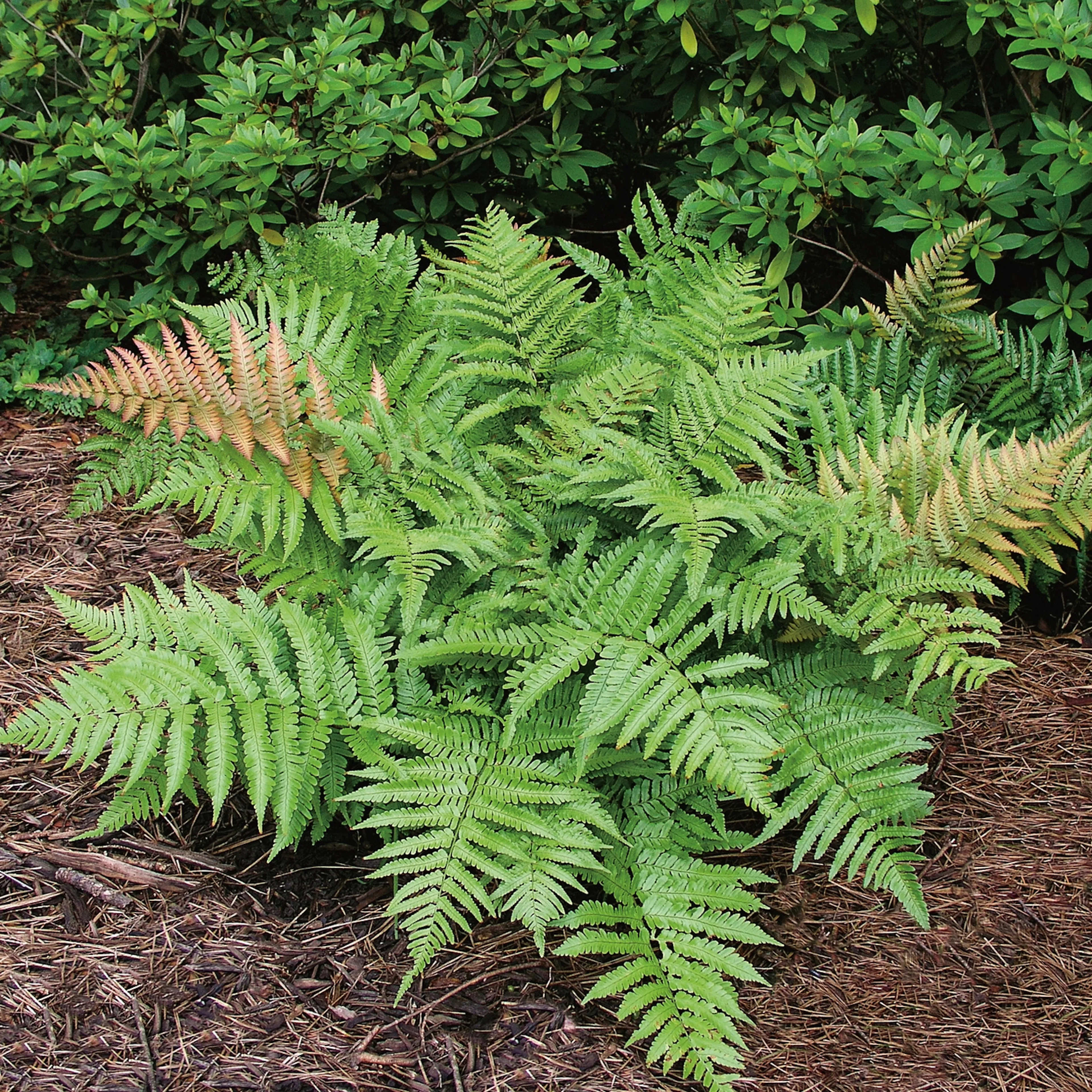 Prydnadsbuske Bronsbräken Omnia Garden