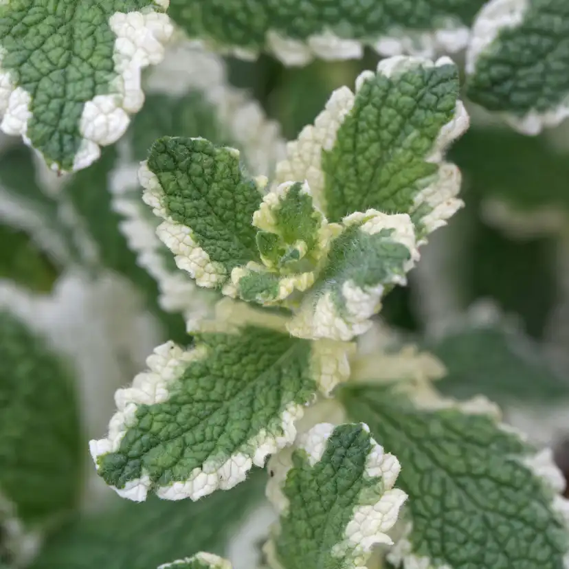 Brokbladig Äppelmynta Omnia Garden Variegata