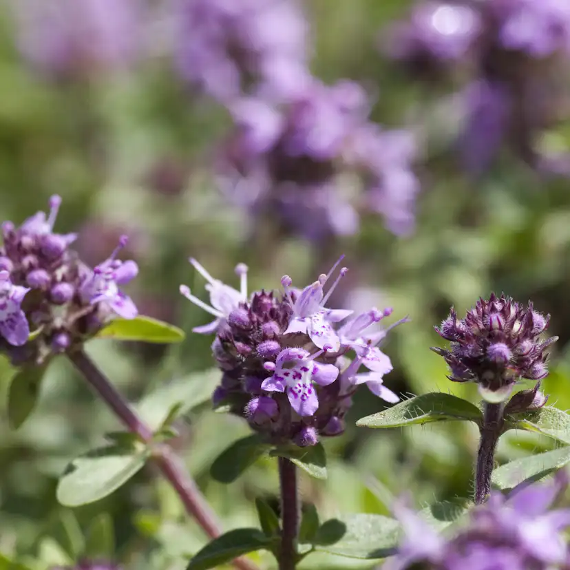 Kungsmynta Omnia Garden