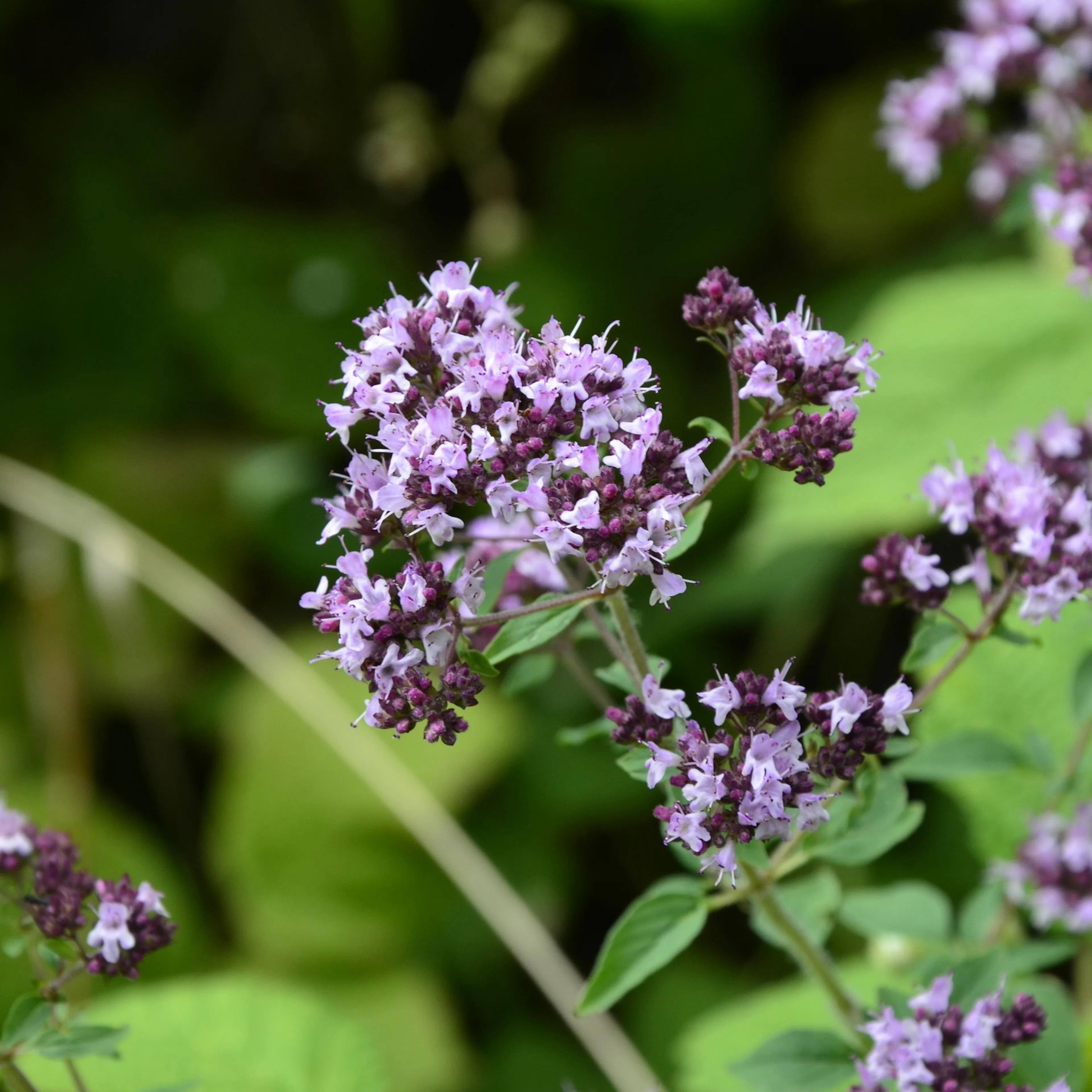 Kungsmynta Omnia Garden