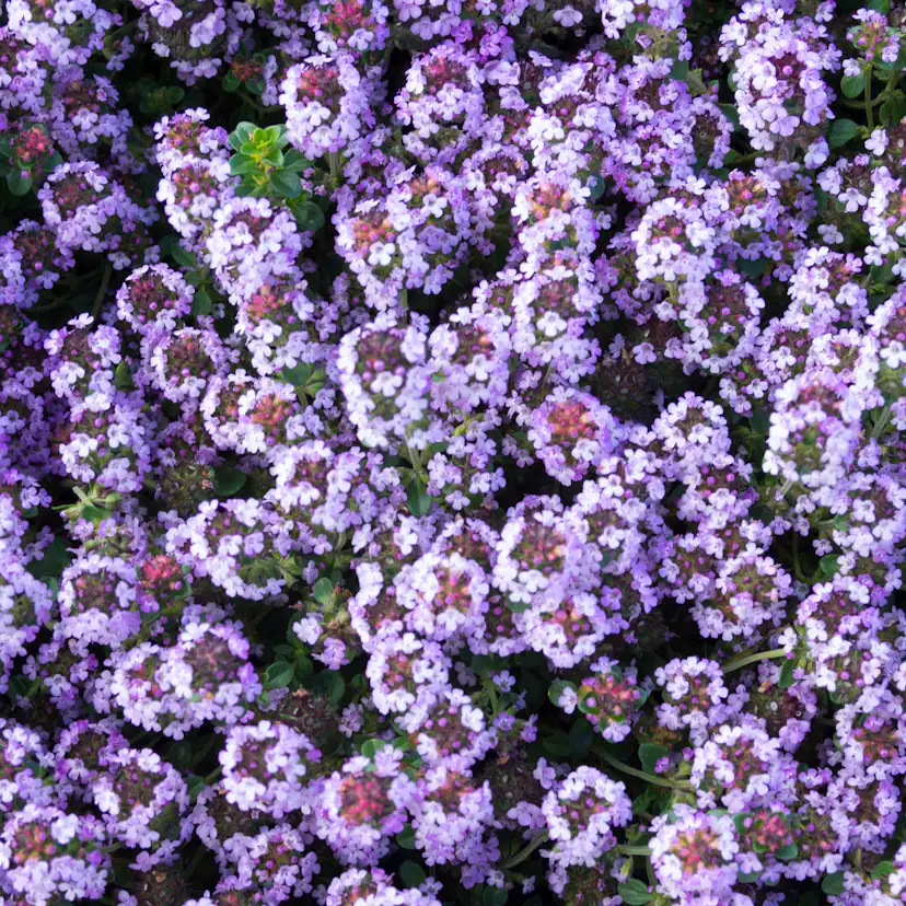 Kryddtimjan Omnia Garden