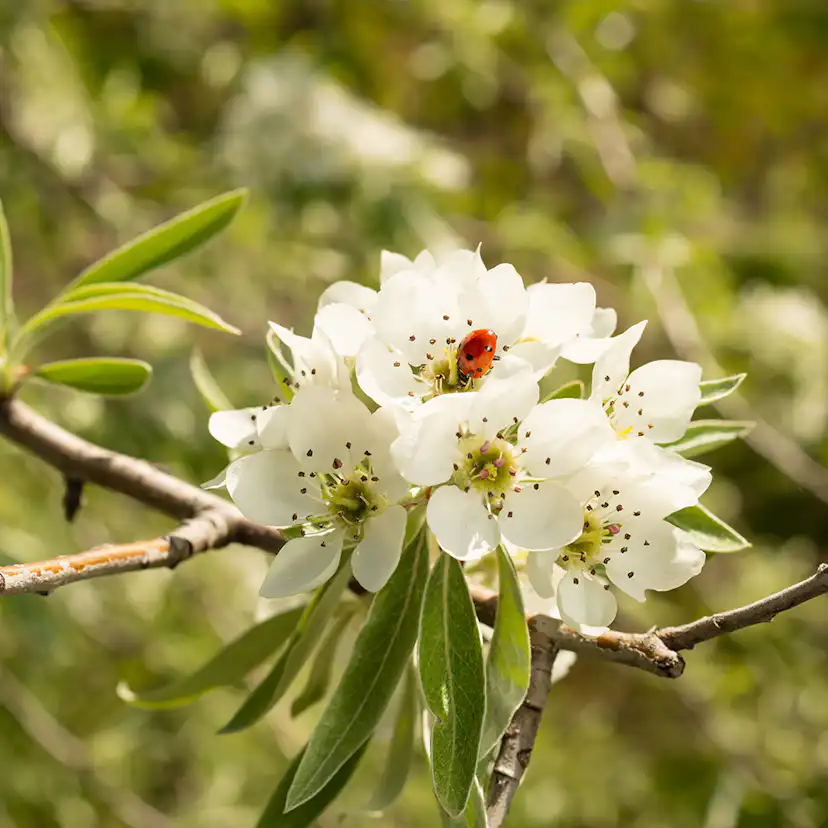 Prydnadsträd Omnia Garden Silverpäron, Silvergrönt Lövverk & Vit Blomning, 60 cm