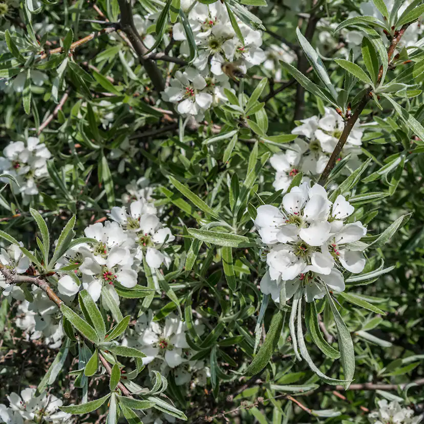 Prydnadsträd Omnia Garden Silverpäron, Silvergrönt Lövverk & Vit Blomning, 60 cm