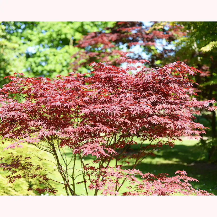 Prydnadsbuske Omnia Garden Japansk Lönn Bloodgood