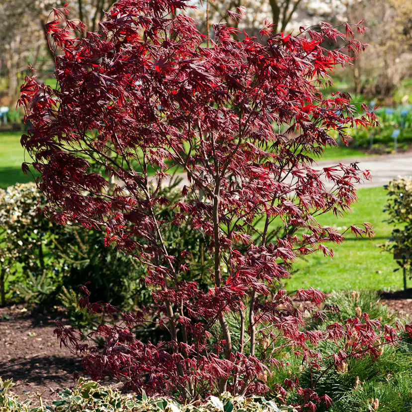 Prydnadsbuske Omnia Garden Japansk Lönn Bloodgood
