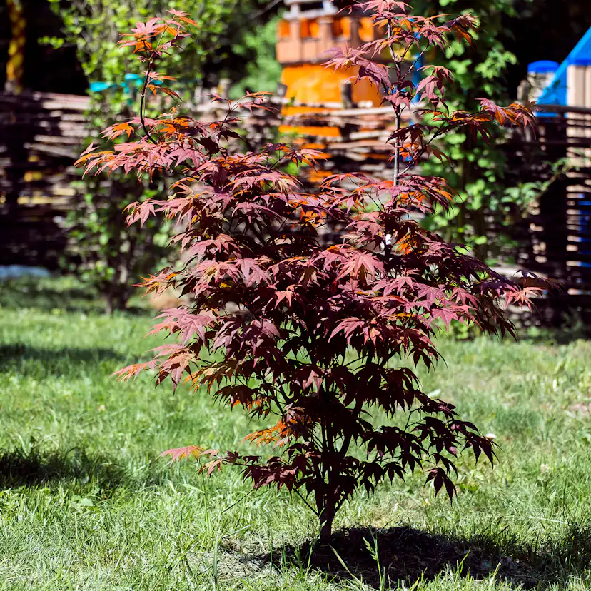 Prydnadsbuske Omnia Garden Japansk Lönn Bloodgood