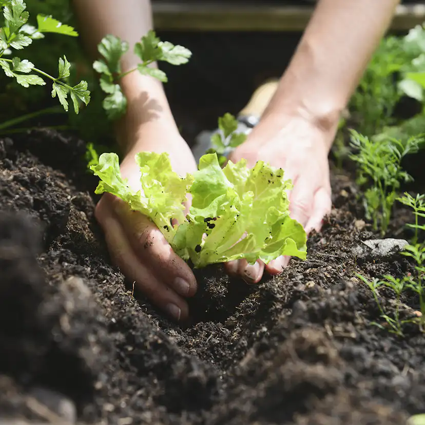 Grönsaksjord Hasselfors Garden Storsäck, Planteringsjord för Ekologisk Odling