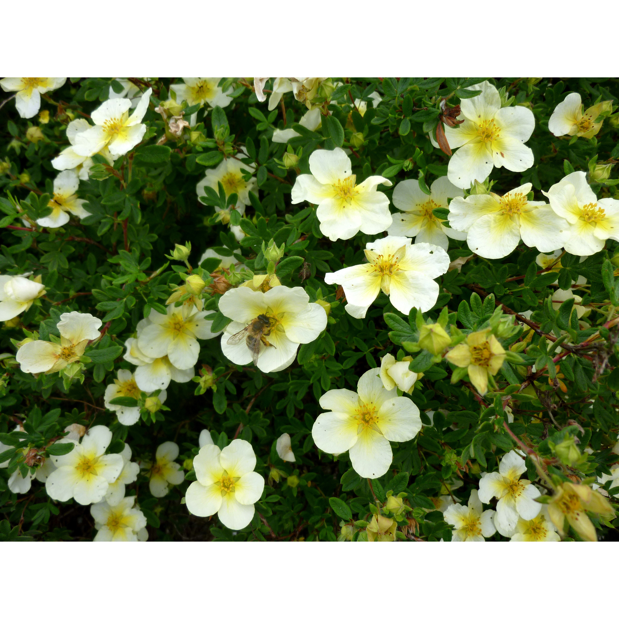 Planta Häck Omnia Garden Trädgårdstok Sandved