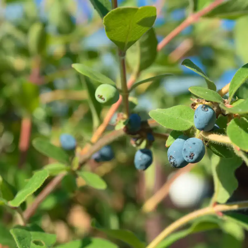 Marktäckare Omnia Garden Klätterbenved Euonymus fort. Emerald Gaiety