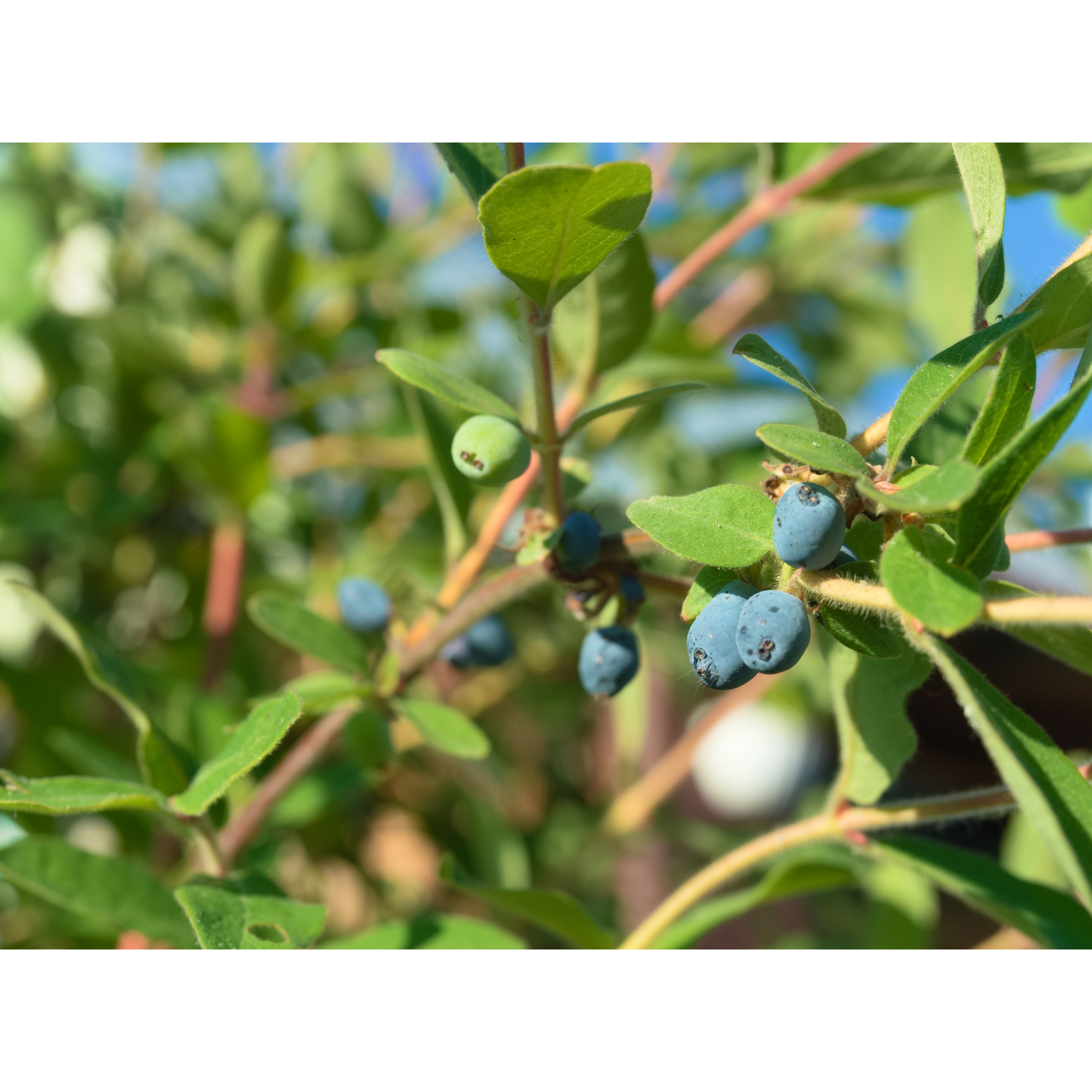 Planta Häck Omnia Garden Blåbärstry Anja E
