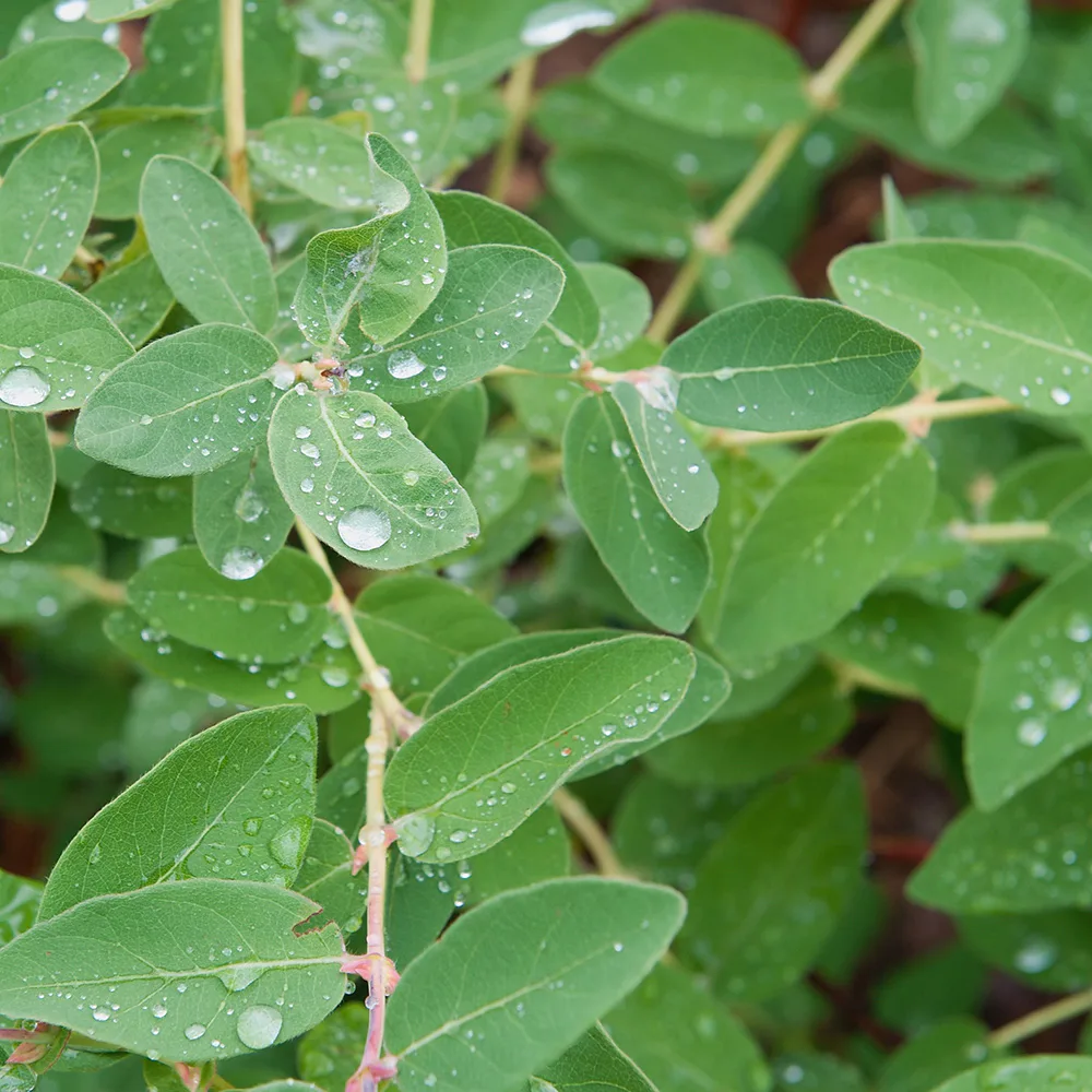 Planta Häck Omnia Garden Blåbärstry Anja E