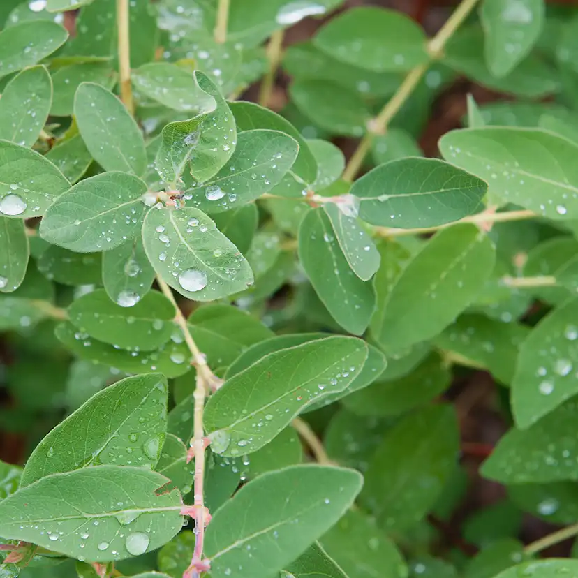 Planta Häck Omnia Garden Blåbärstry Anja E