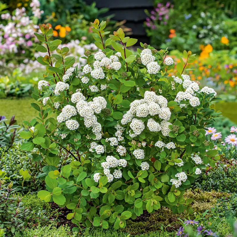 Planta Häck Omnia Garden Björkspirea Tor E