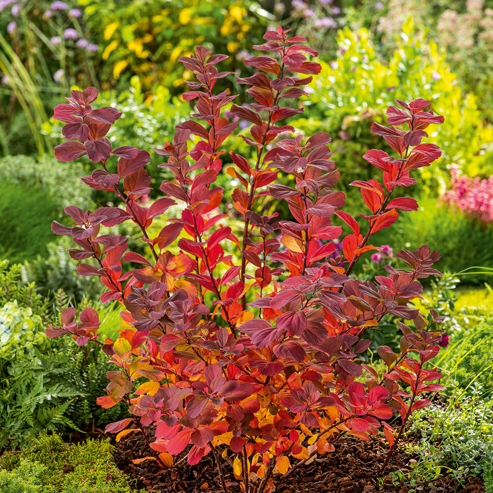 Planta Häck Omnia Garden Björkspirea Tor E