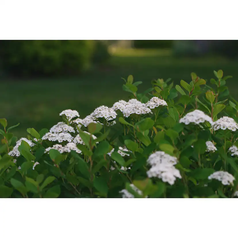 Planta Häck Omnia Garden Björkspirea Tor E