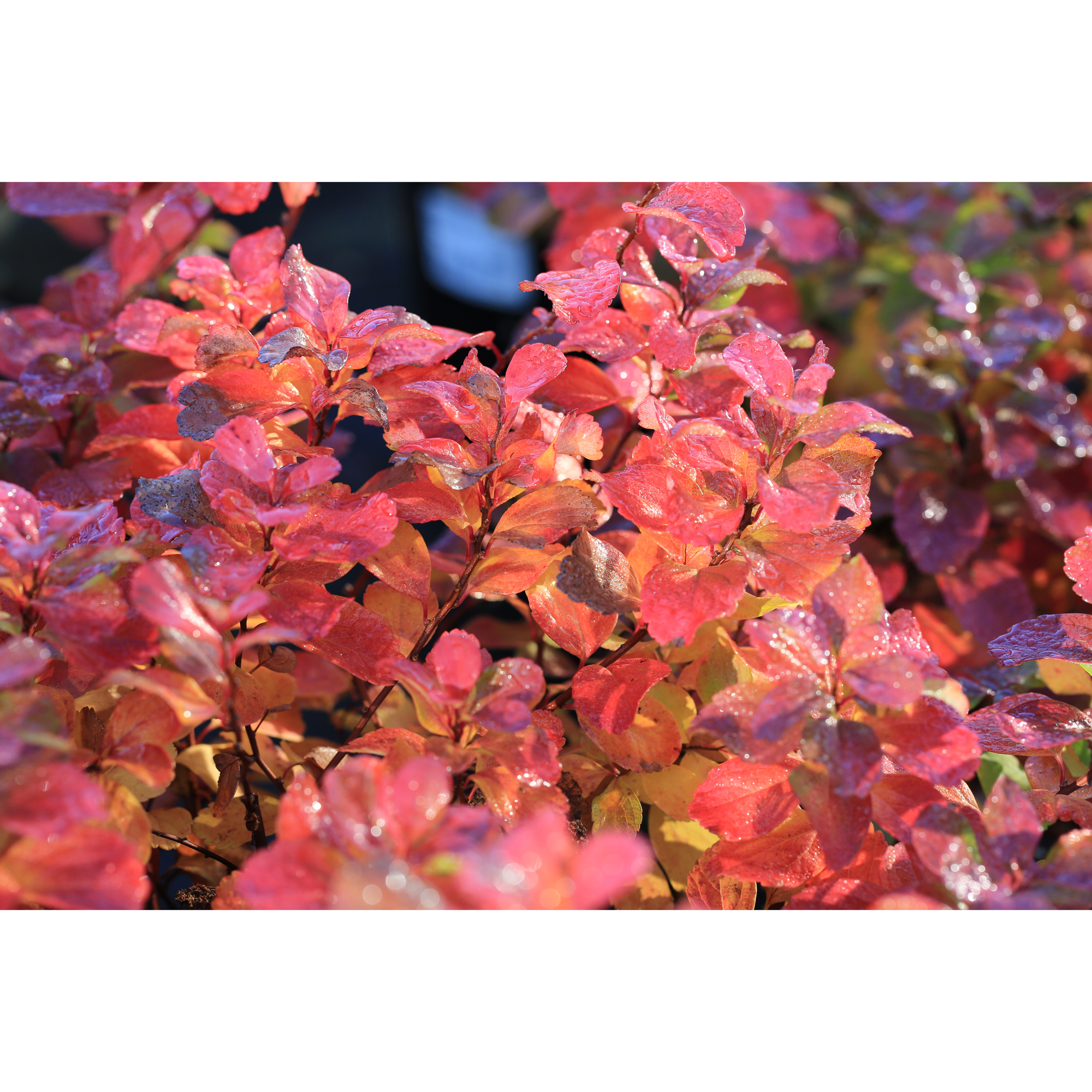 Planta Häck Omnia Garden Björkspirea Tor E