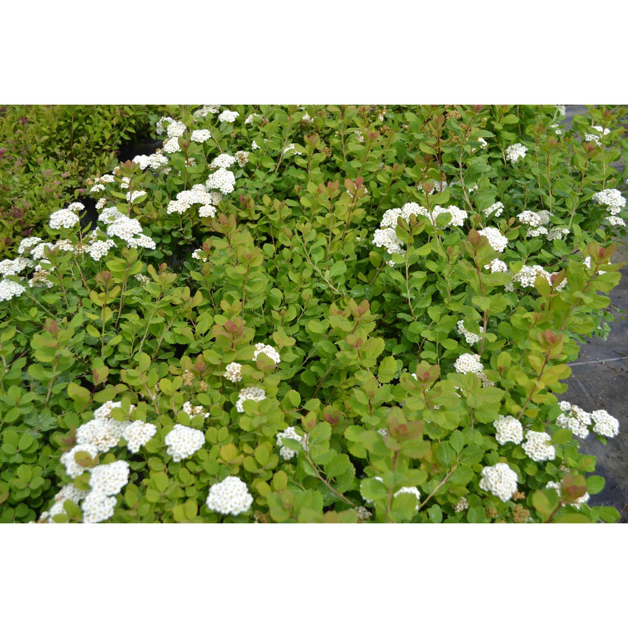 Planta Häck Omnia Garden Björkspirea Tor E