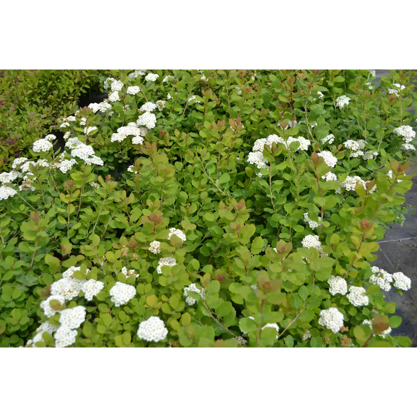 Planta Häck Omnia Garden Björkspirea Tor E