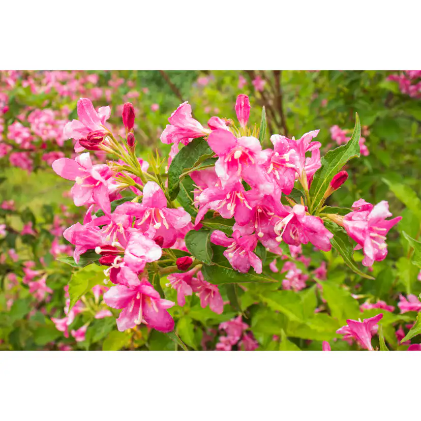 Planta Perenn Omnia Garden Rosenprakttry Korea E