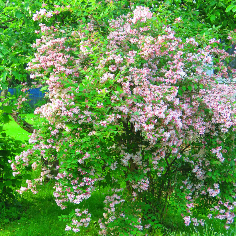 Planta Vit Ölandstok Omnia Garden 10-30cm Krukodlade