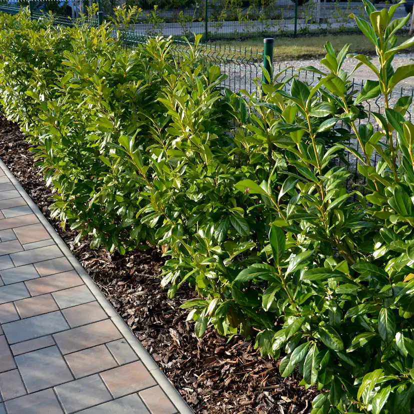 Häck Omnia Garden Lagerhägg Novita