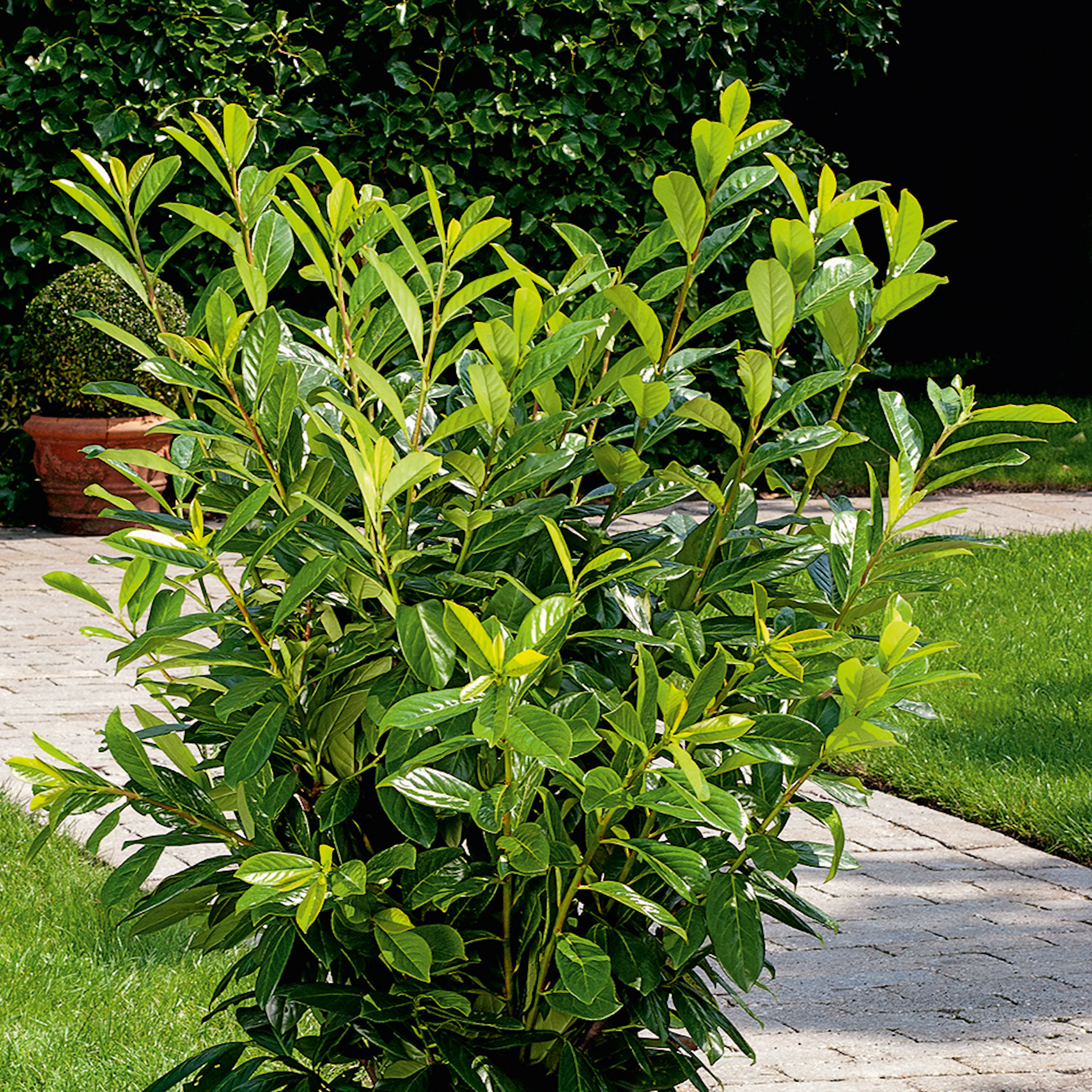 Häck Omnia Garden Lagerhägg Novita