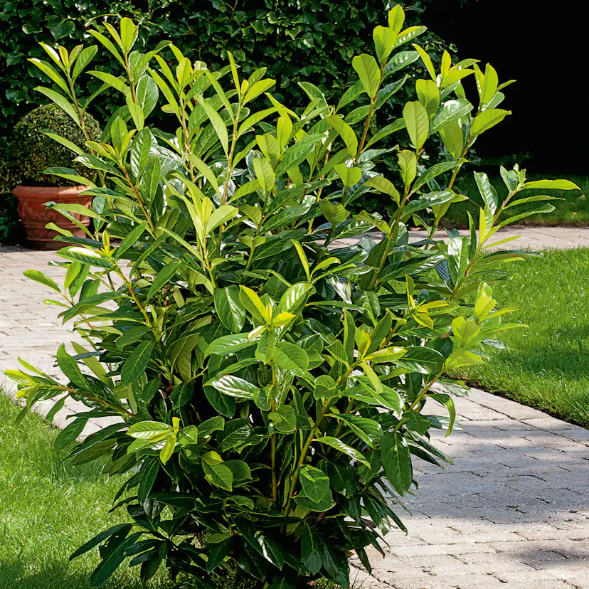 Planta Ölandstok Omnia Garden 30-50cm Krukodlade