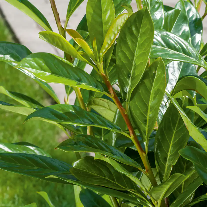 Planta Ölandstok Omnia Garden 30-50cm Krukodlade