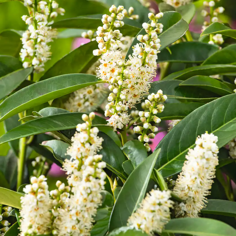 Häck Omnia Garden Lagerhägg Novita