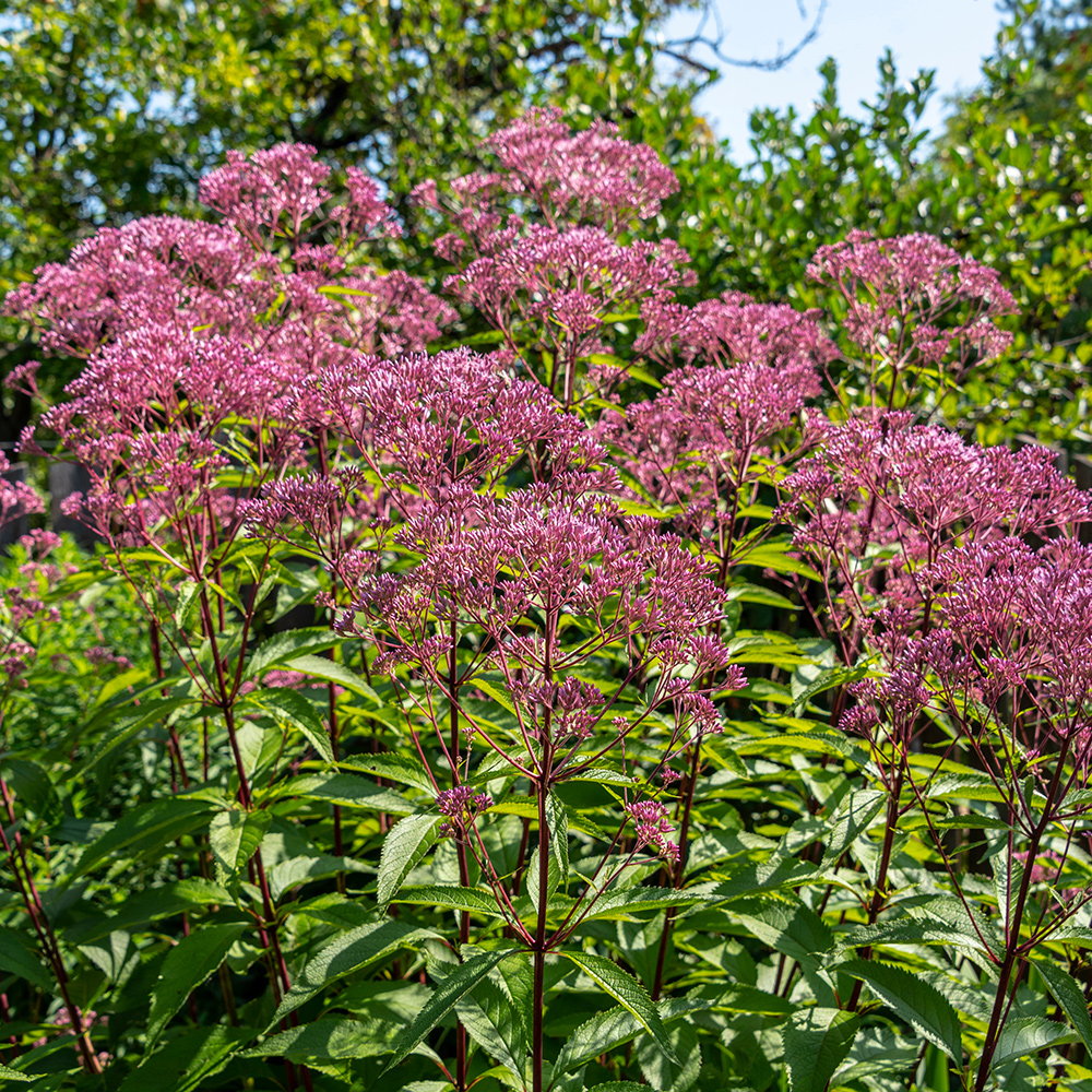 Planta Perenn Omnia Garden Fläckflockel Atropurpureum Rosenflockel