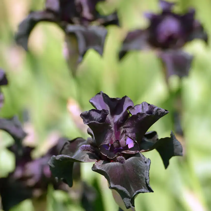 Planta Omnia Garden Fläder Bålsta 20-40cm