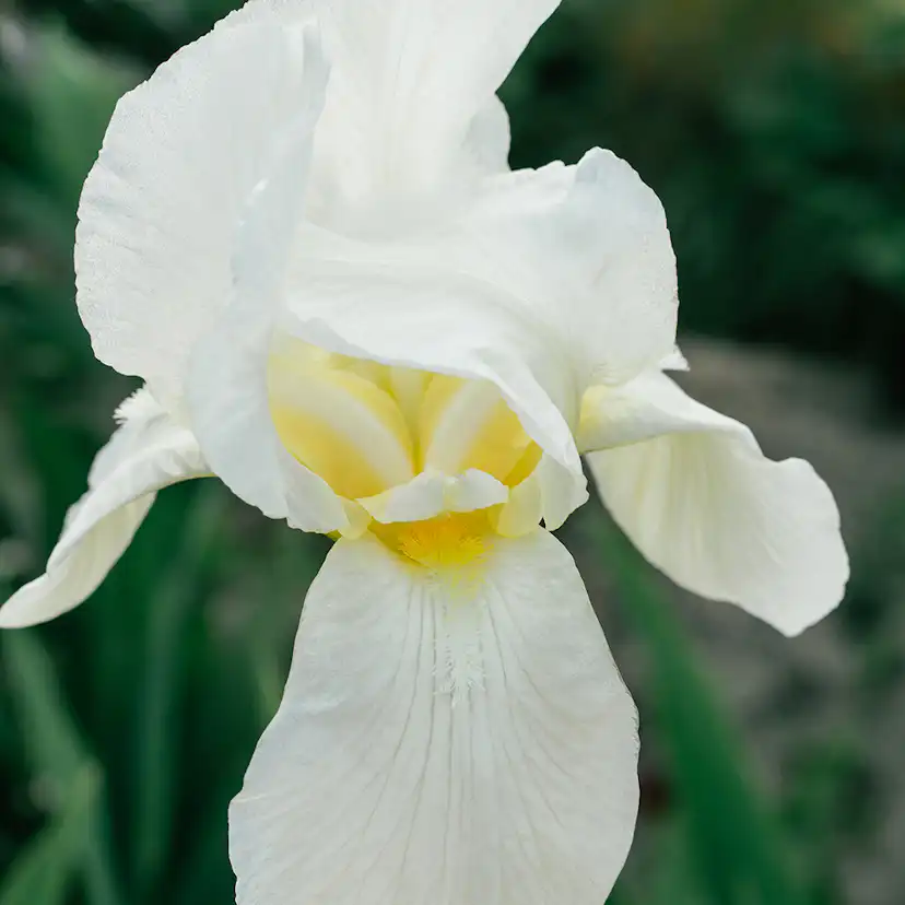 Planta Perenn Omnia Garden Violiris