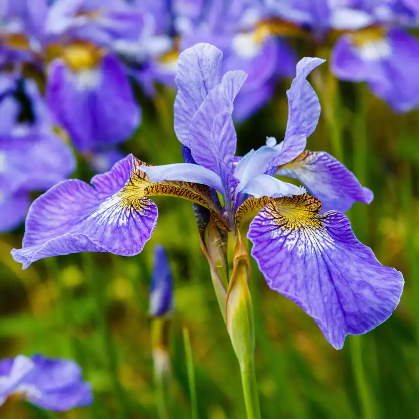 Planta Dvärgpraktspirea Omnia Garden 10-20cm, Krukodlade