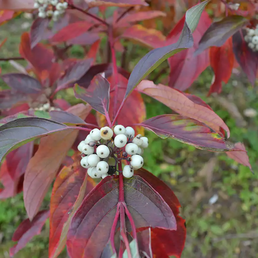 Planta Videkornell Omnia Garden Farba 20-40 cm