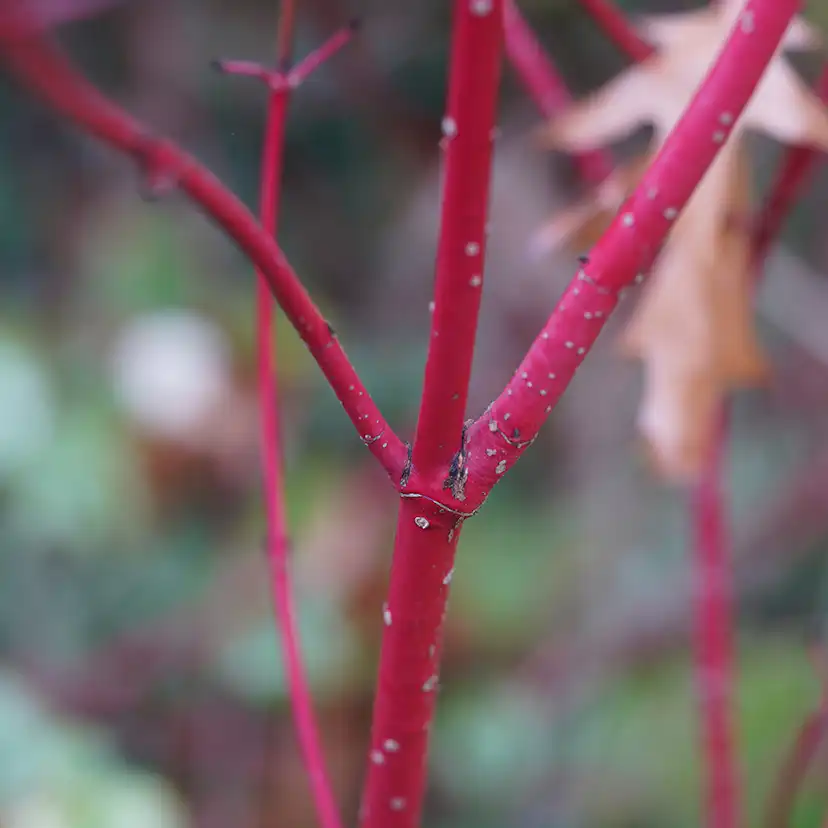 Planta Videkornell Omnia Garden Farba 20-40 cm