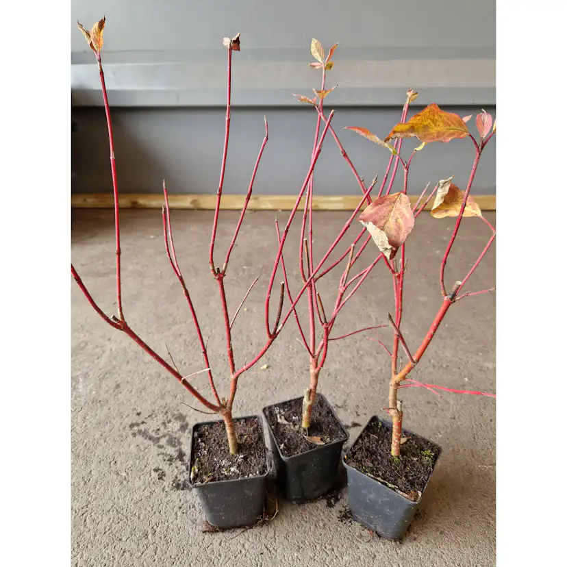 Planta Videkornell Omnia Garden Farba 20-40 cm