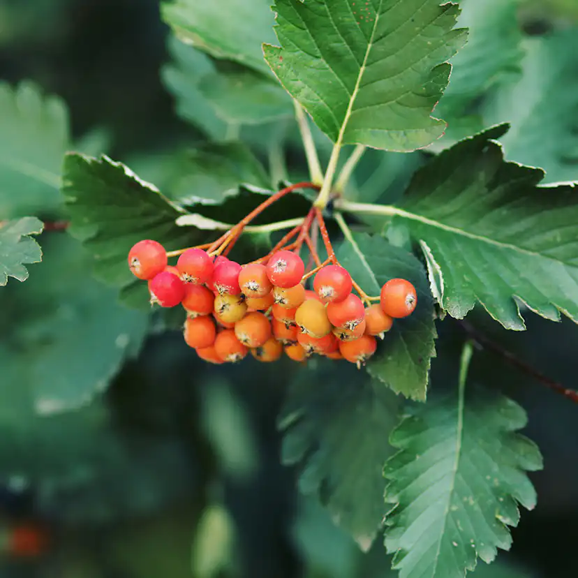 Planta Häckoxel Omnia Garden Bälinge 20-40 cm