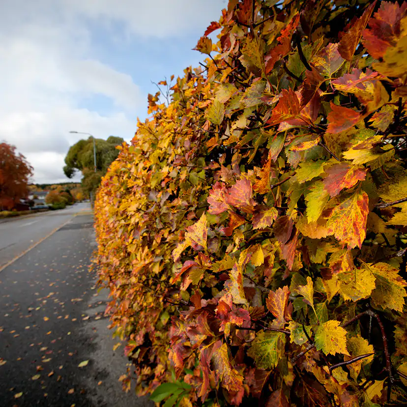 Planta Häckoxel Omnia Garden Bälinge 20-40 cm