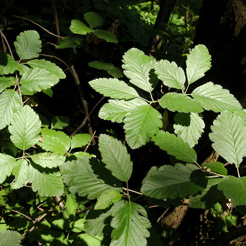 Planta Häckoxel Omnia Garden Bälinge 20-40 cm