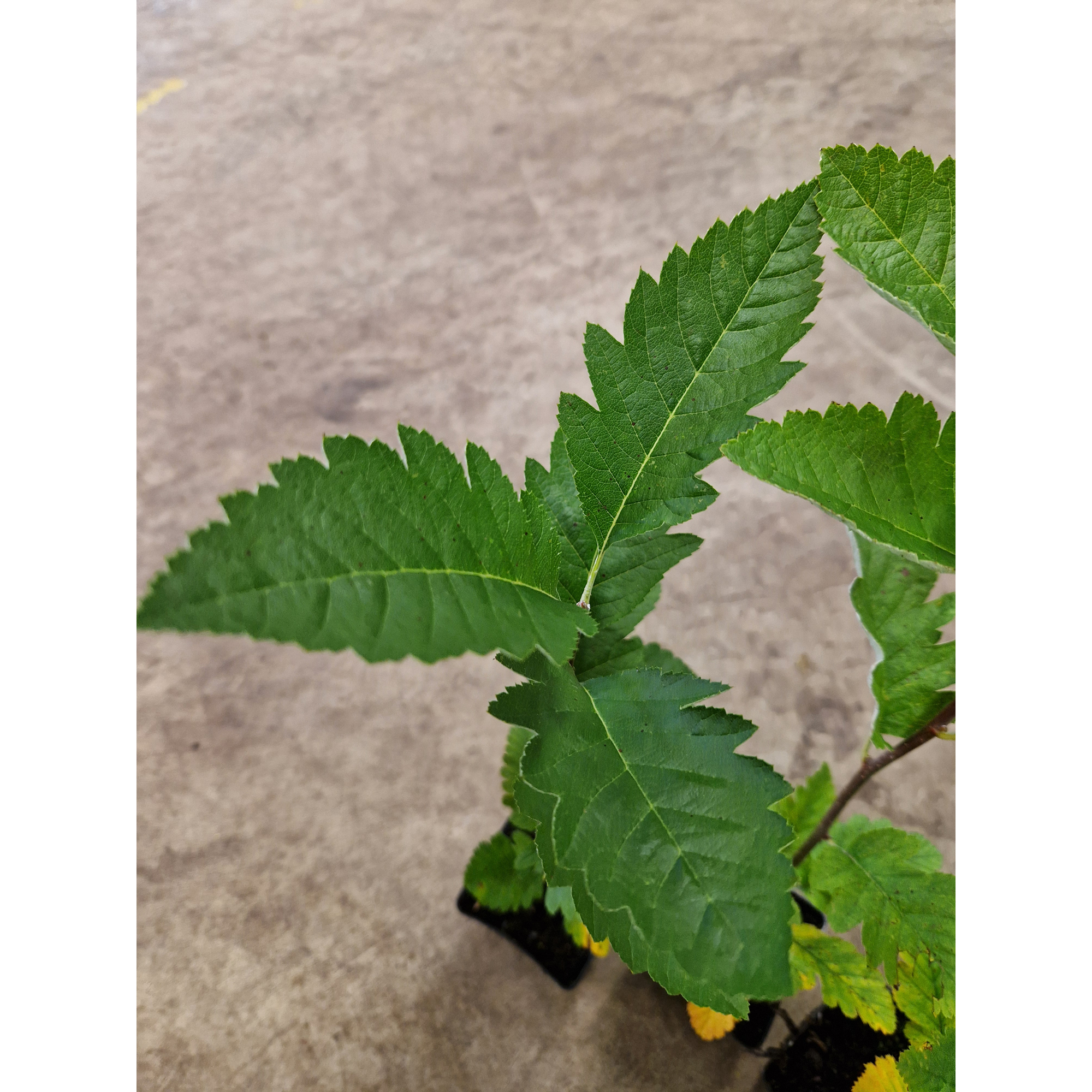 Planta Häckoxel Omnia Garden Bälinge 20-40 cm